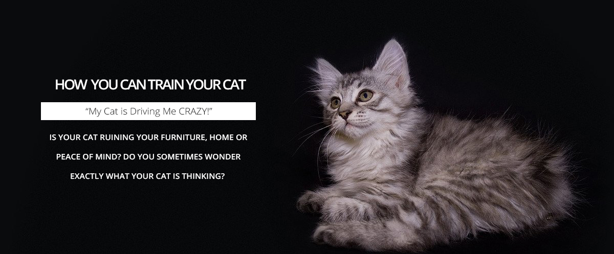 cat-image | Cats Galore
