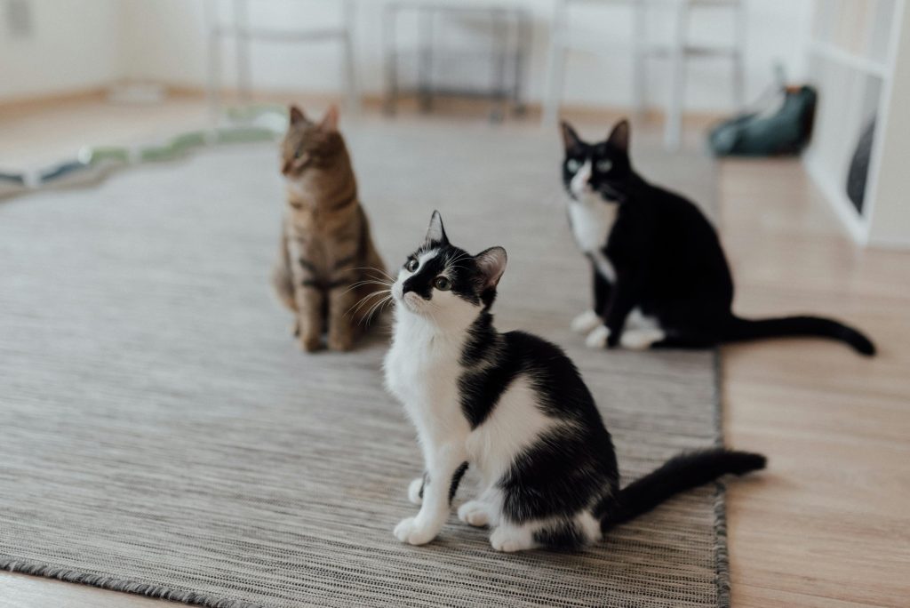 Cats Sitting on the Floor