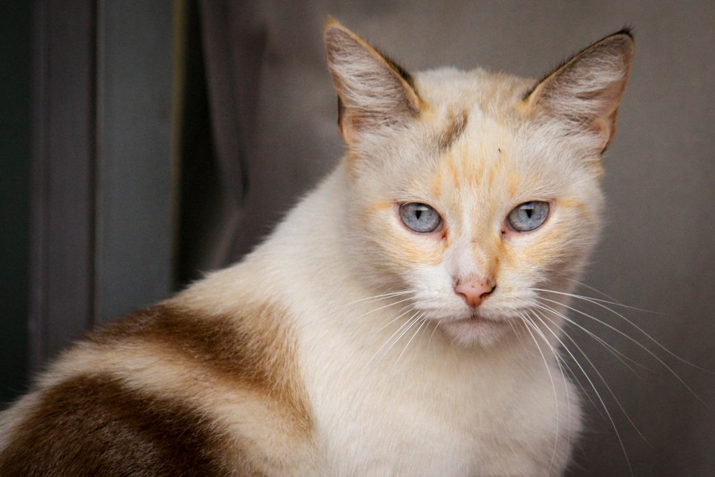 A Colourpoint Shorthair Cat with Blue Eyes
