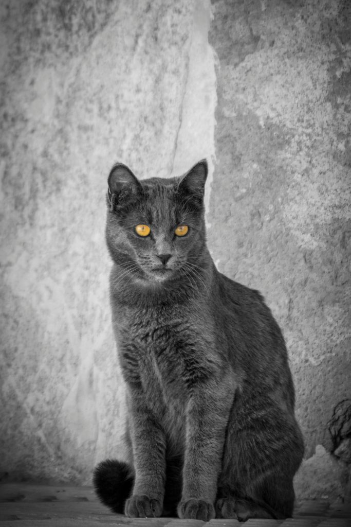 Chartreux Cat Sitting Beside a Concrete Wall
