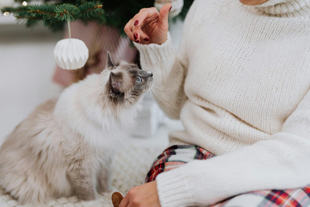 A White Cat Looking Up to a Person