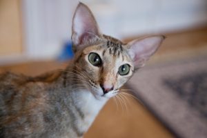 Close-Up Shot of an Oriental Cat