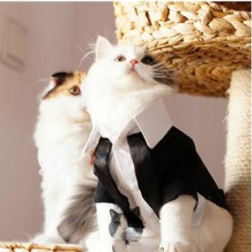 Cats Tuxedo Formal Clothes