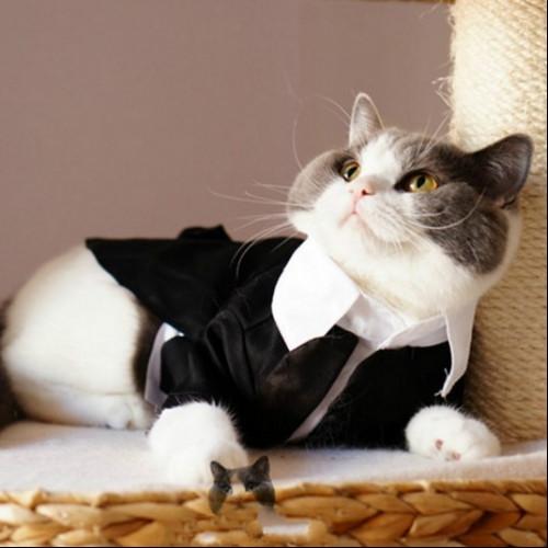 Cats Tuxedo Formal Clothes - Image 3