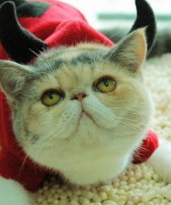 Spring and Winter Cosplay Pet Costume