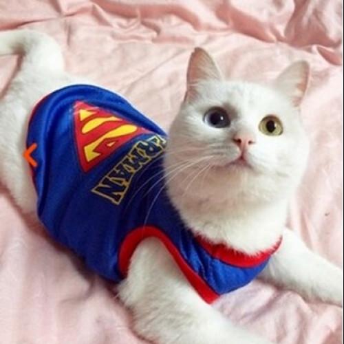 Cute Breathable Mesh Cat Shirt