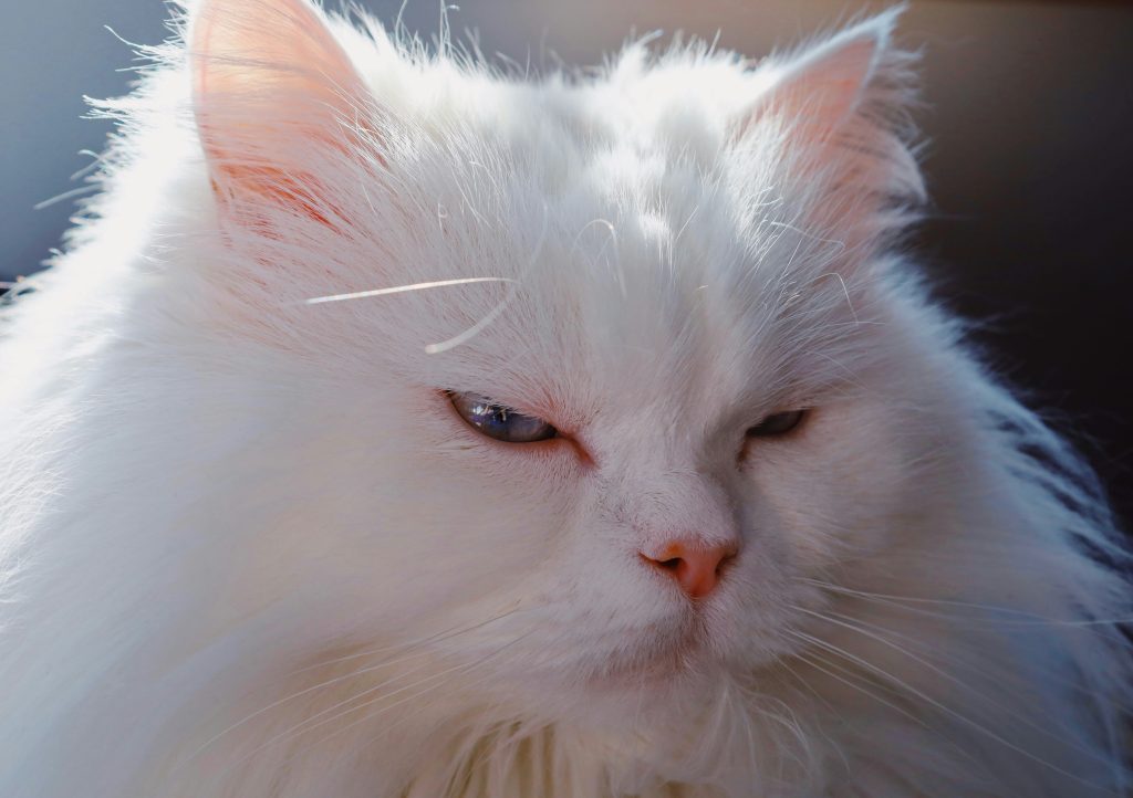 A Turkish Angora Cat Relaxing