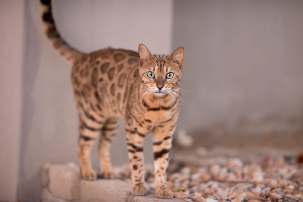 Beautiful shot of an Ocicat cat curiously staring at the camera with a blurred background