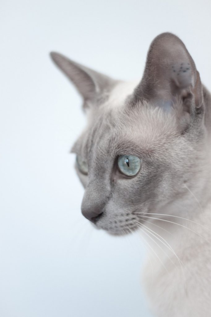 A Close Up Shot of a Grey Tonkinese Cat’s Side Profile