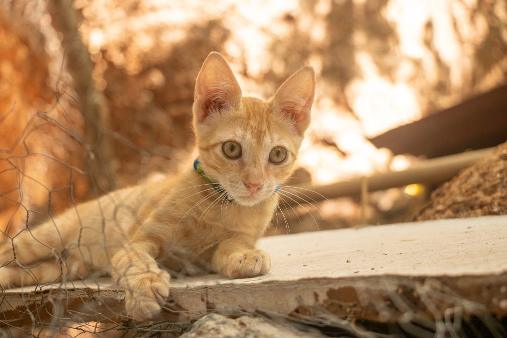A closeup shot of an adorable Singapura cat