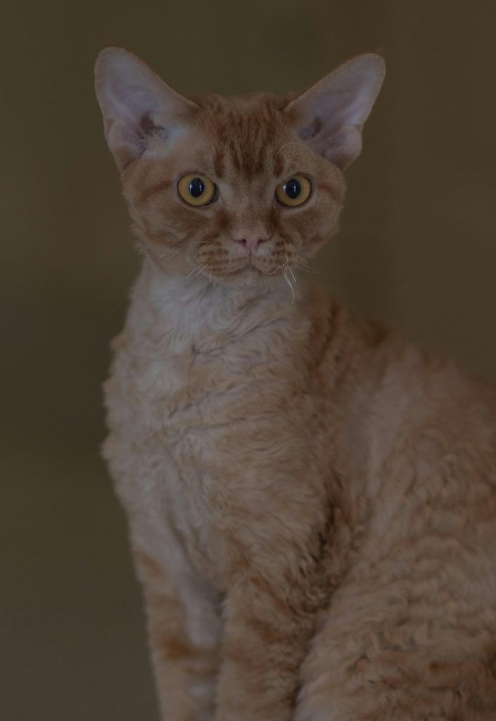 Close Up Photo of a Cornish Rex Cat