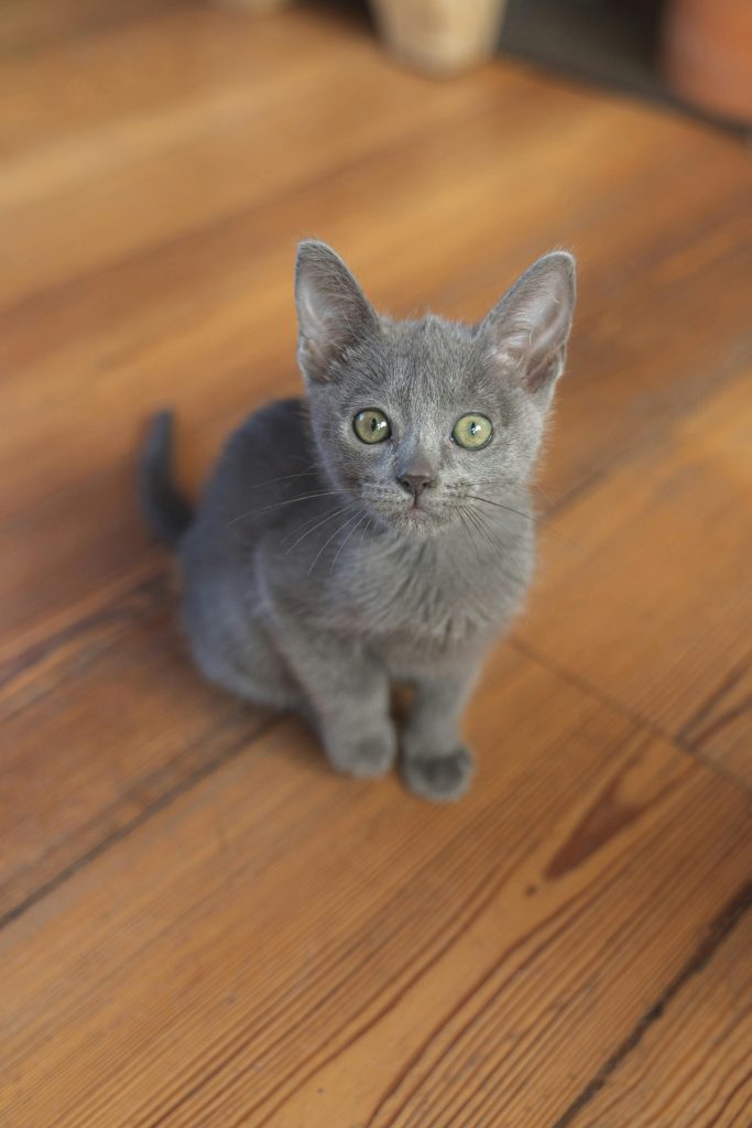 A Gray European Burmese Kitten Sitting on Brown Wooden Floor
