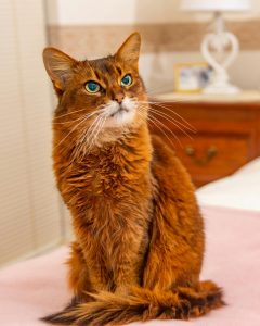 Brown Somali Cat Sitting on a Bed