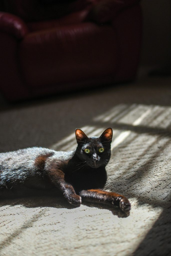 Cute black Bombay cat relaxing on carpet