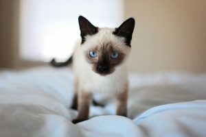 Siamese Cat Standing on Top of a White Bed