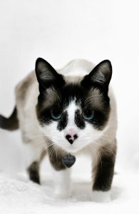 Soft Focus Photo of a Snowshoe Cat