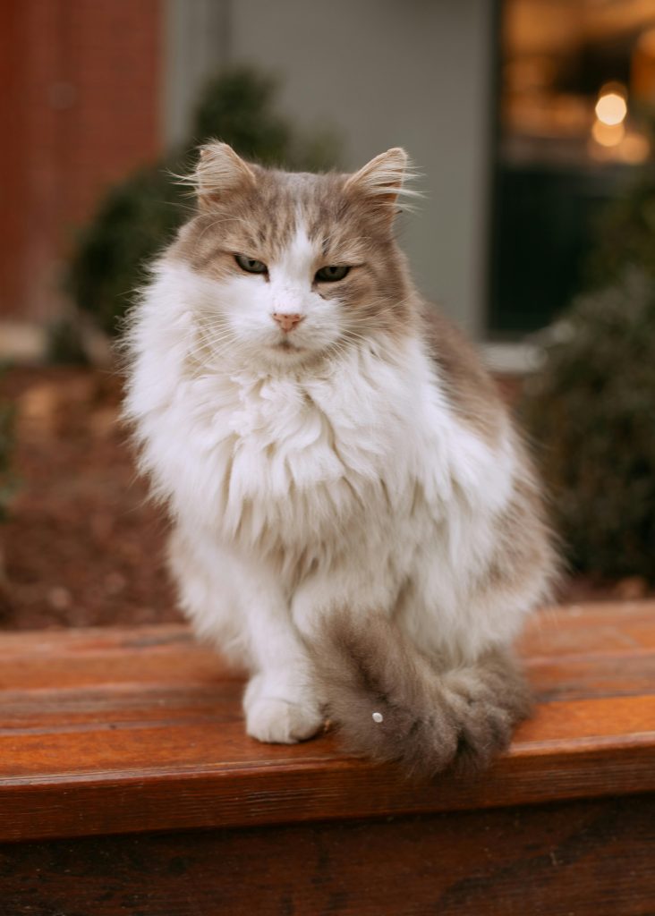 A Ragamuffin Cat on the Table