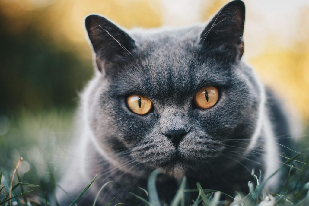 Selective Focus Photography Of Grey British Shorthair Cat