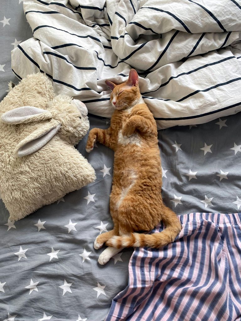 Orange Selkirk Rex Cat Lying on the Bed