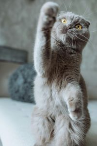 A Scottish Fold with a Raised Paw